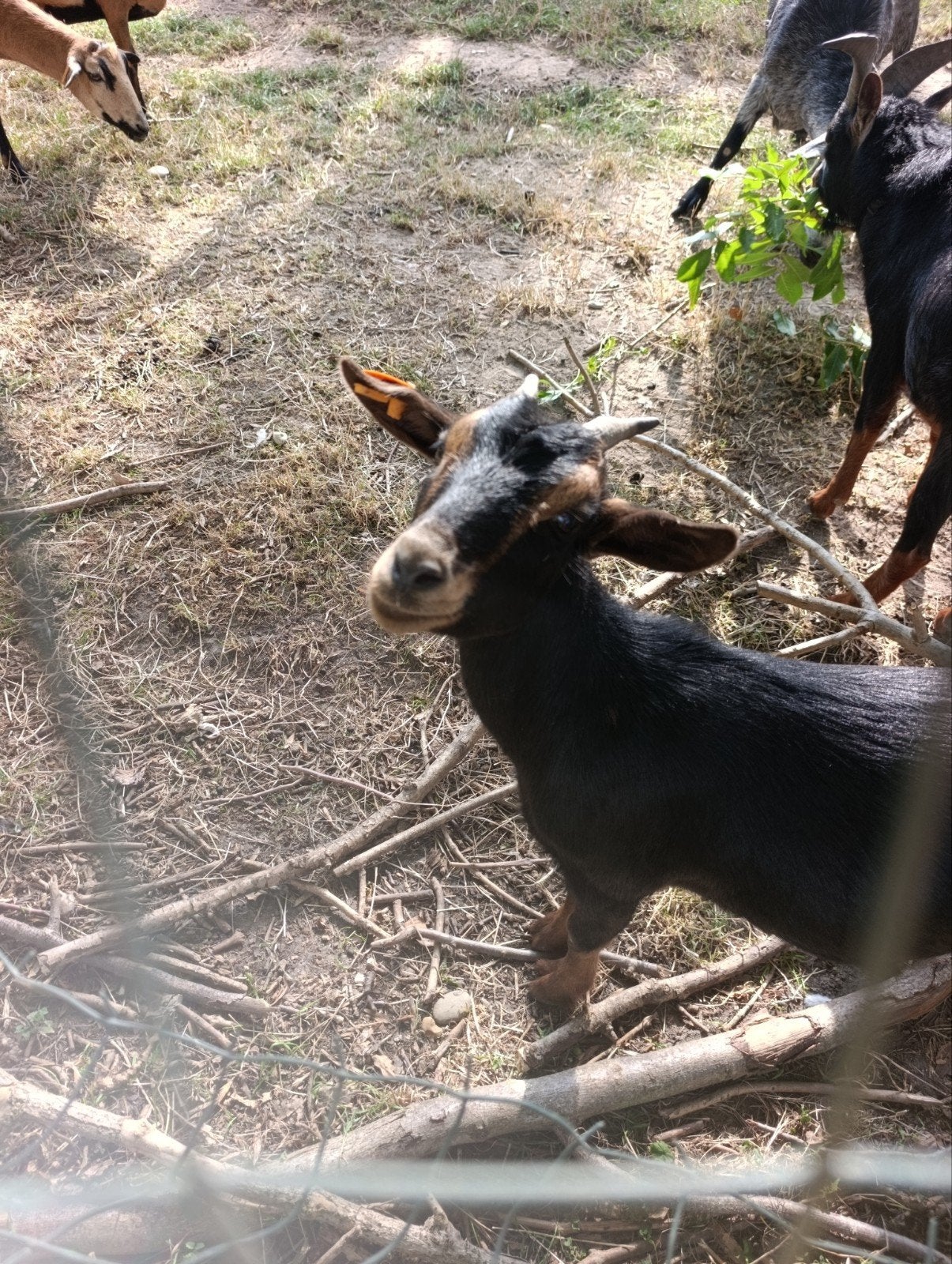 dwerggeit Mieke, Dieren en Toebehoren