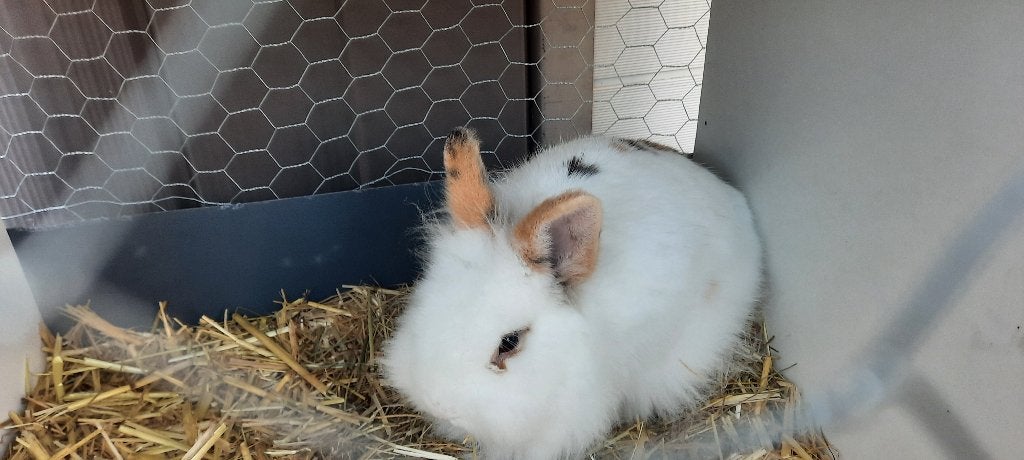 Konijn GRATIS ophalen, Dieren en Toebehoren, Geslacht onbekend, Dwerg