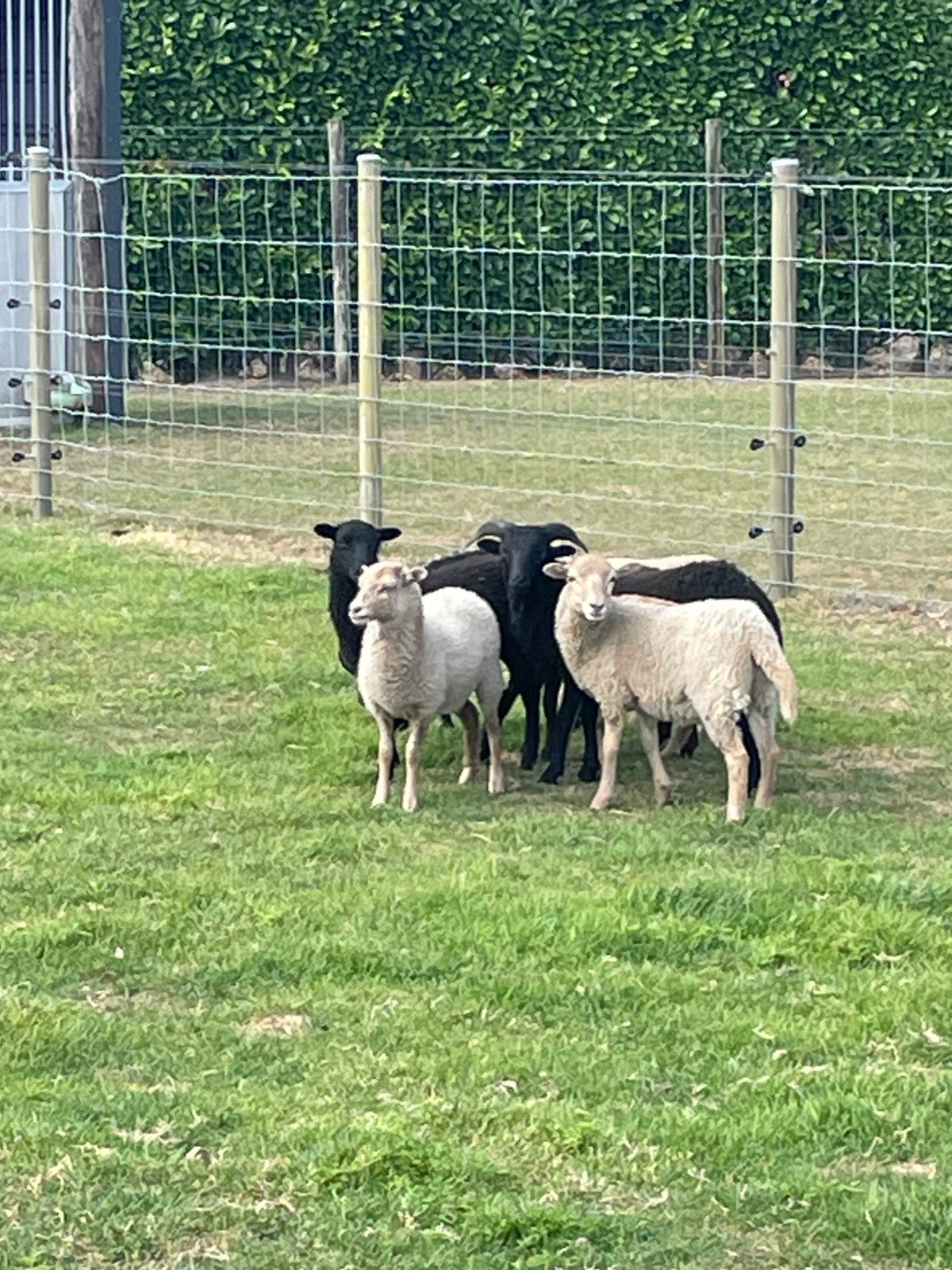 Ouessant schaapjes, Dieren en Toebehoren, Meerdere dieren, Schaap, 0 tot 2 jaar