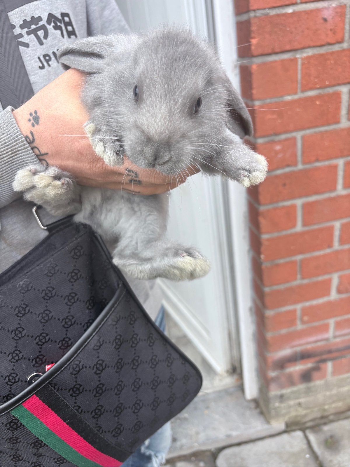 Ram te koop, Dieren en Toebehoren, Juni, Mannelijk, Overige typen, Tam