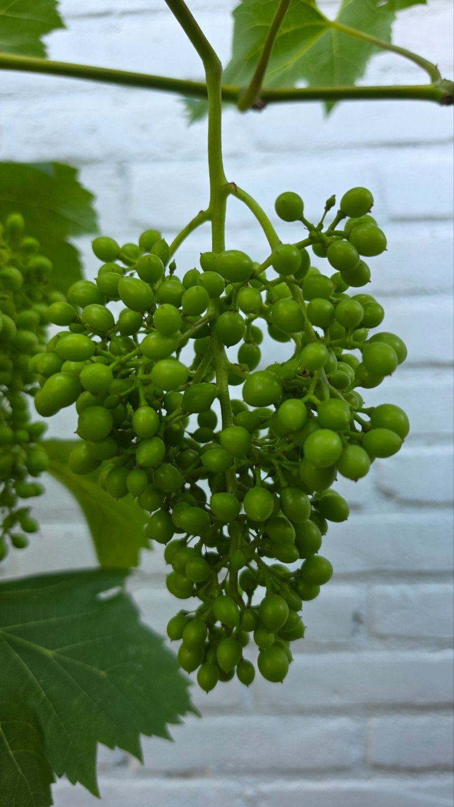 Prachtige druivenplant, druivelaars draagt veel vruchten, Ophalen