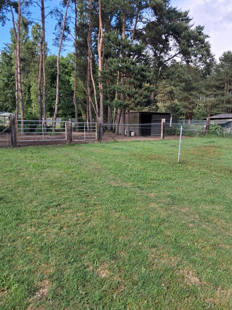 Weide met stalling in bosrijke omgeving en buitenpiste, Weidegang, 2 of 3 paarden of pony's