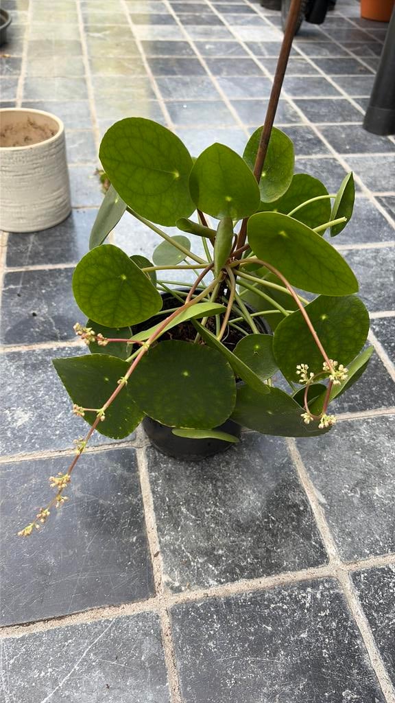 Pannekoekenplant, Huis en Inrichting, Groene kamerplant, Ophalen, Overige soorten, Minder dan 100 cm
