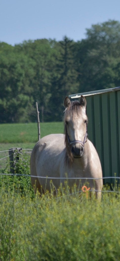 Knappe tweejarige PRE ruin, Minder dan 160 cm, Met stamboom, Ruin, 0 tot 2 jaar