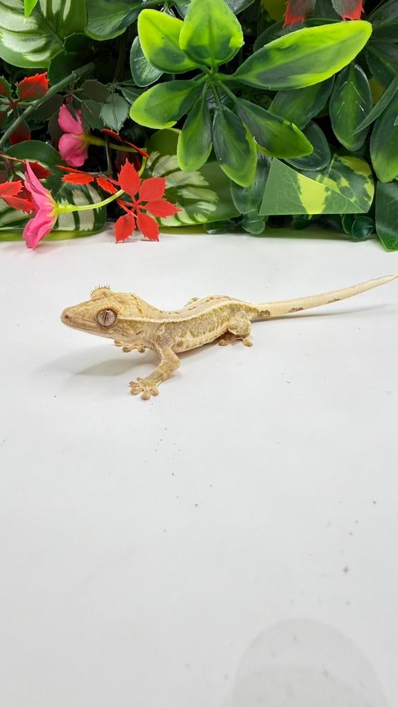 Gekko, een kuifwimpergekko, Dieren en Toebehoren