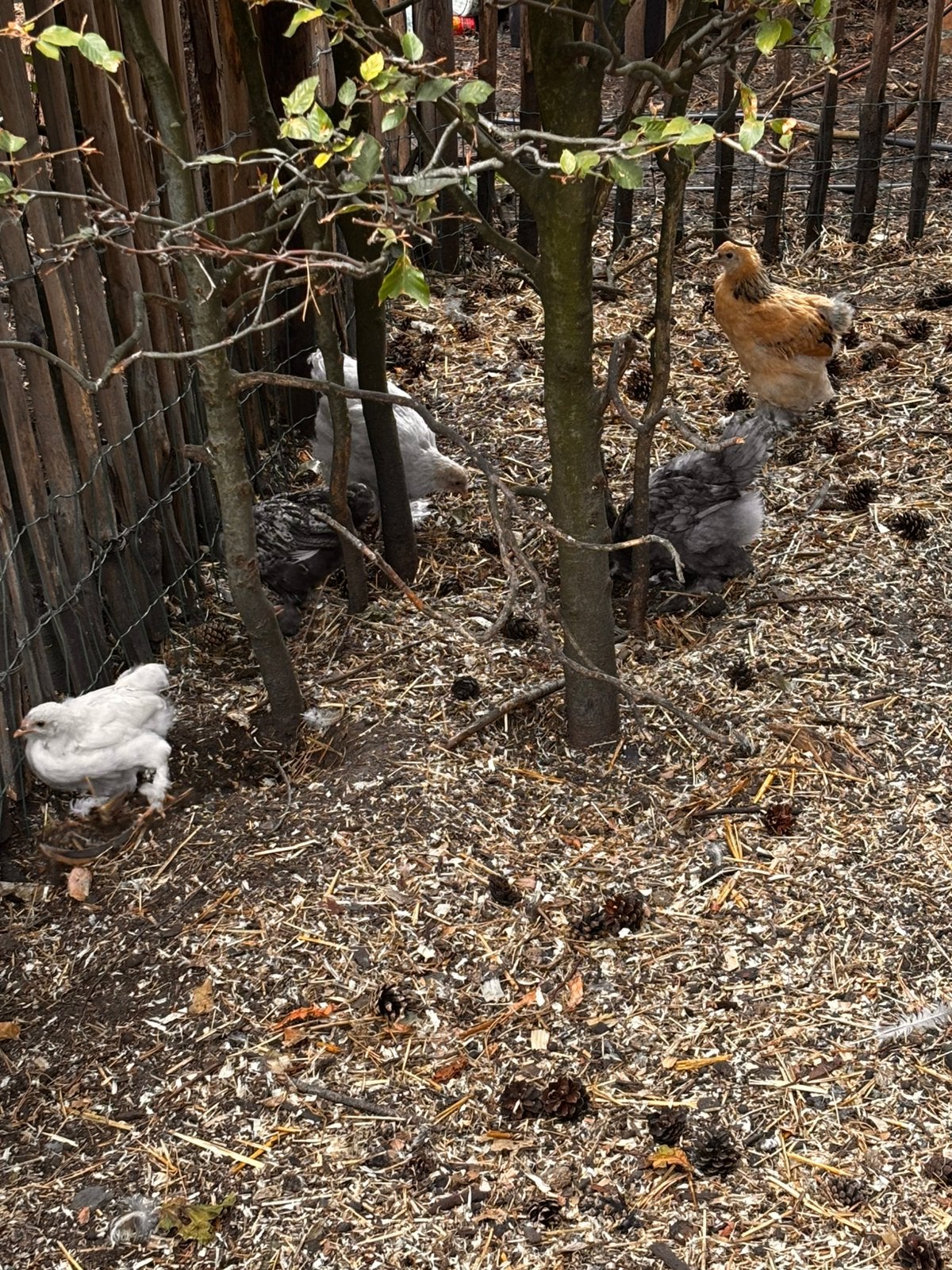 brahma kuikens groothoenders