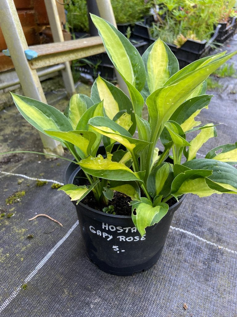 Vaste planten, Vaste plant, Halfschaduw, Zomer, Ophalen
