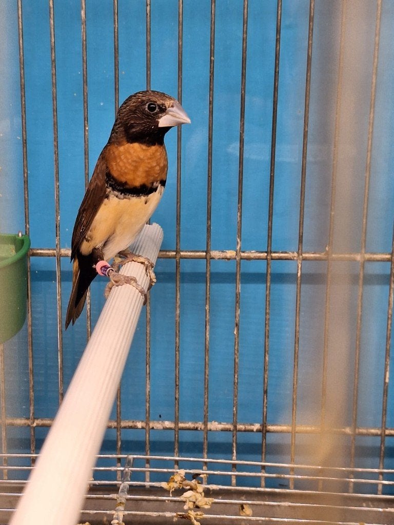paire de capucin donacole, Plusieurs animaux, Oiseau tropical