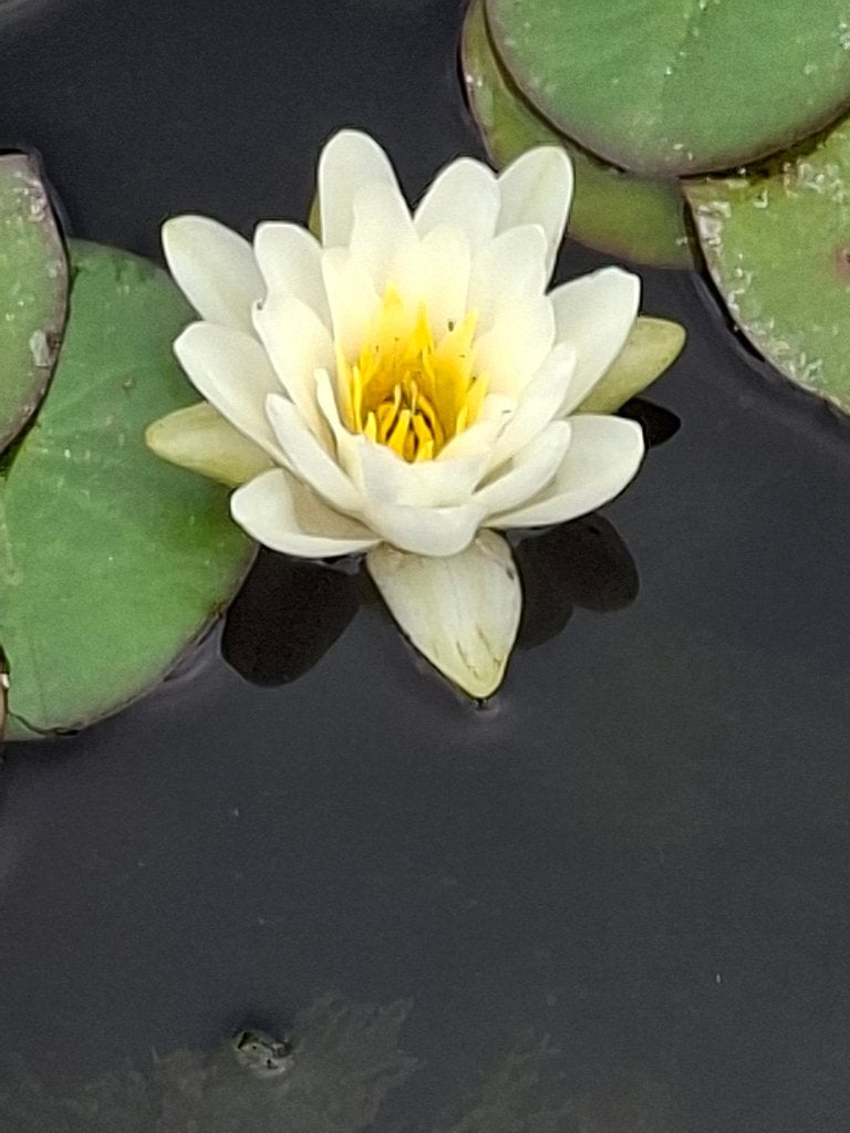 Waterlelie, Ophalen, Zomer, Vijverplanten