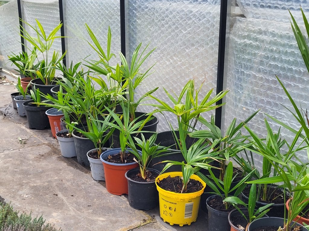 palmboom Trachycarpus Fortunei, Tuin en Terras, Lente, Minder dan 100 cm, Palmboom, Ophalen