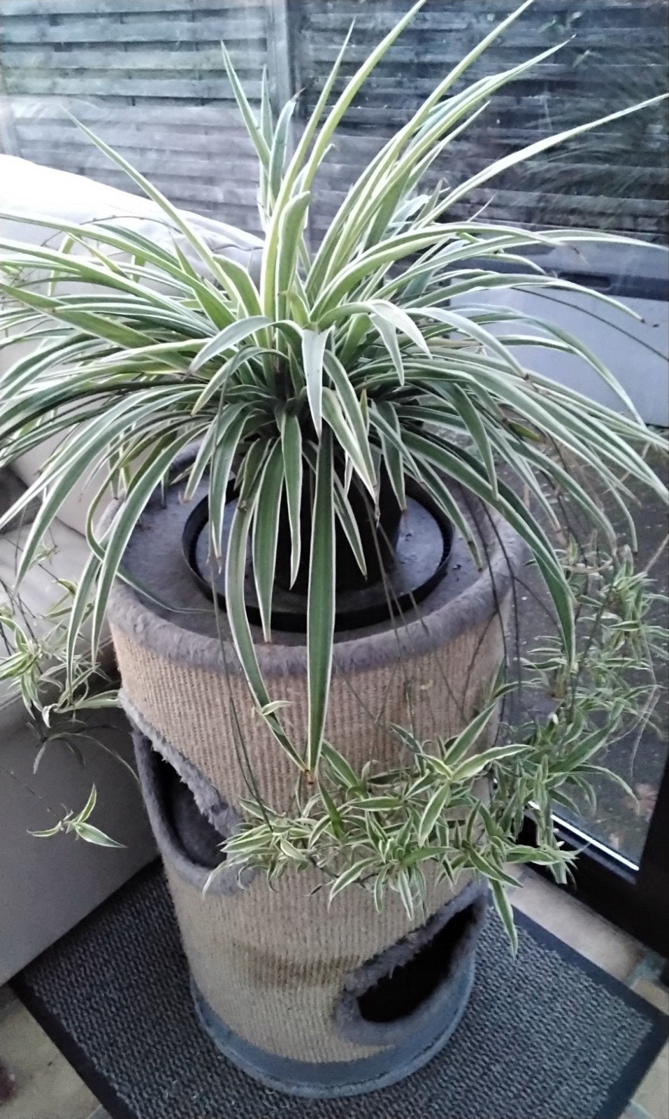 GRASLELIE MET MEER DAN 30 SCHEUTEN, Tuin en Terras, Planten | Tuinplanten, Ophalen