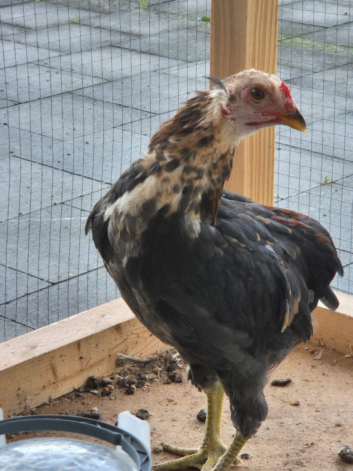 Araucana haantje, Dieren en Toebehoren, Pluimvee