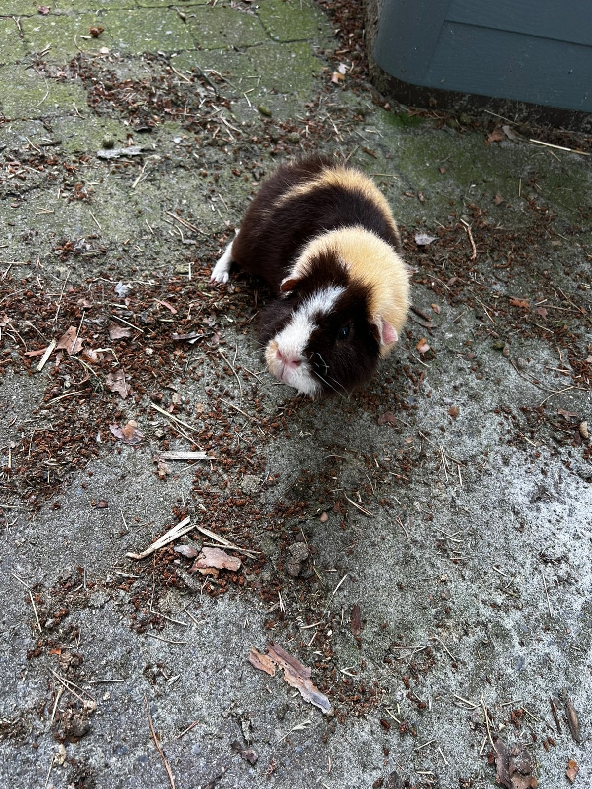 2 mooie cavia’s, Animaux & Accessoires, Rongeurs, Mâle, Domestique, Mai, Cobaye