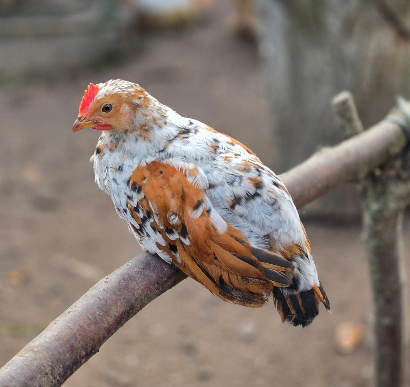 gratis 2 jonge leghorn porselein haantjes  9 weken