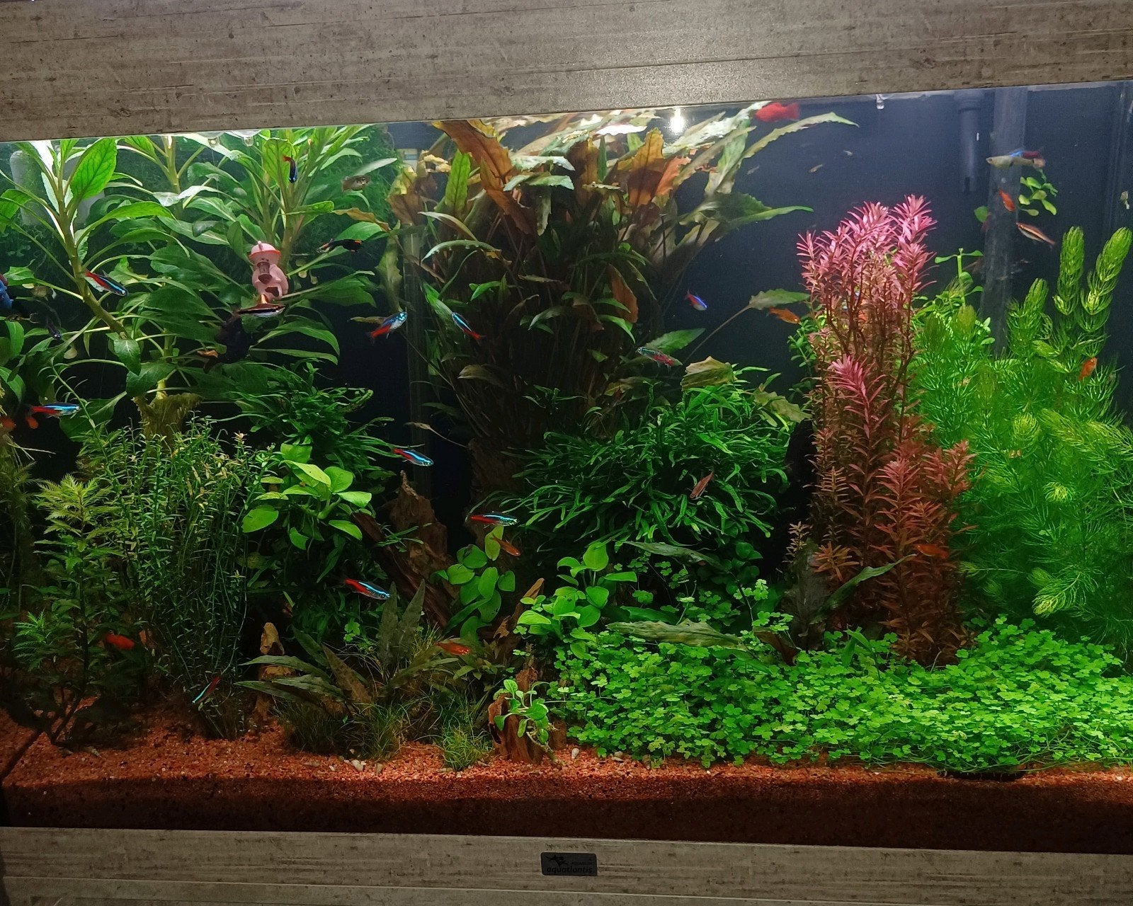aquariumplanten, Ophalen, Plant(en), Steen of Hout