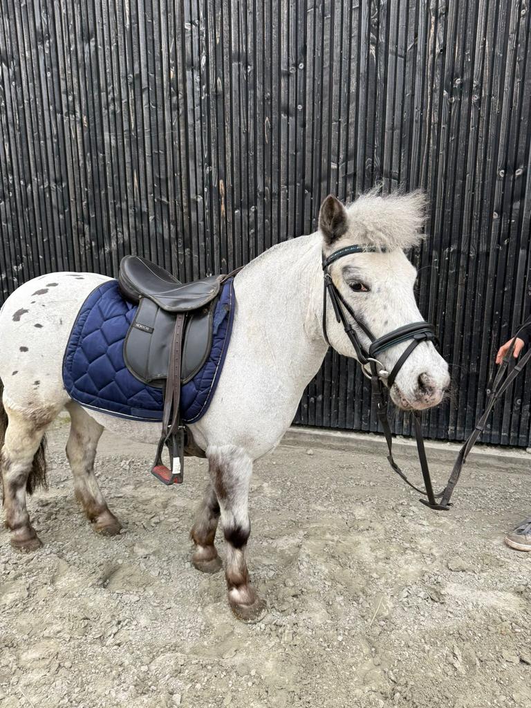 Appaloosa shetlander te koop, Dieren en Toebehoren, Merrie, Met stamboom, Zadelmak, A pony (tot 1.17m)