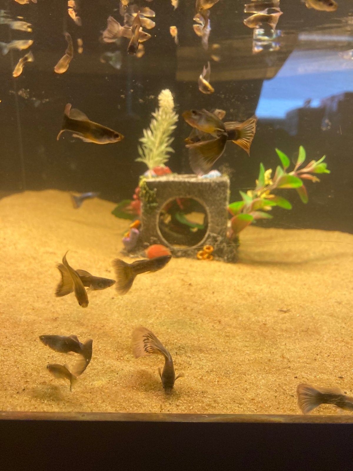 Blue moscow man en vrouw, Animaux & Accessoires, Poissons | Poissons d'aquarium, Poisson d'eau douce, Poisson, Banc de poissons