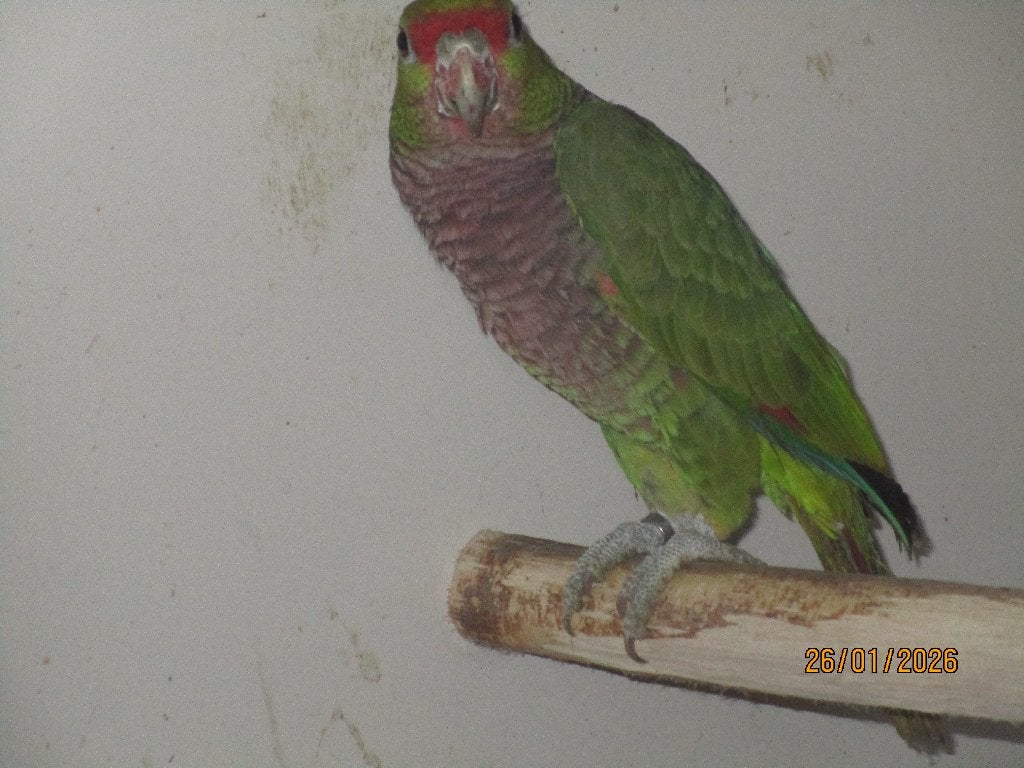 amazone