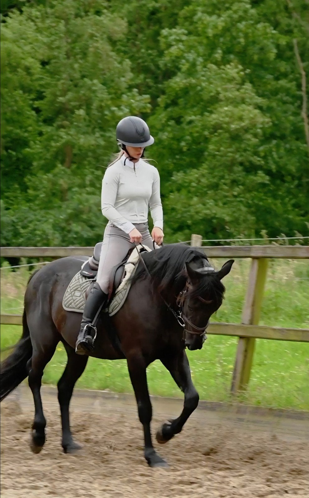 Lieve 3 jarige draver ruin, Hongre, L