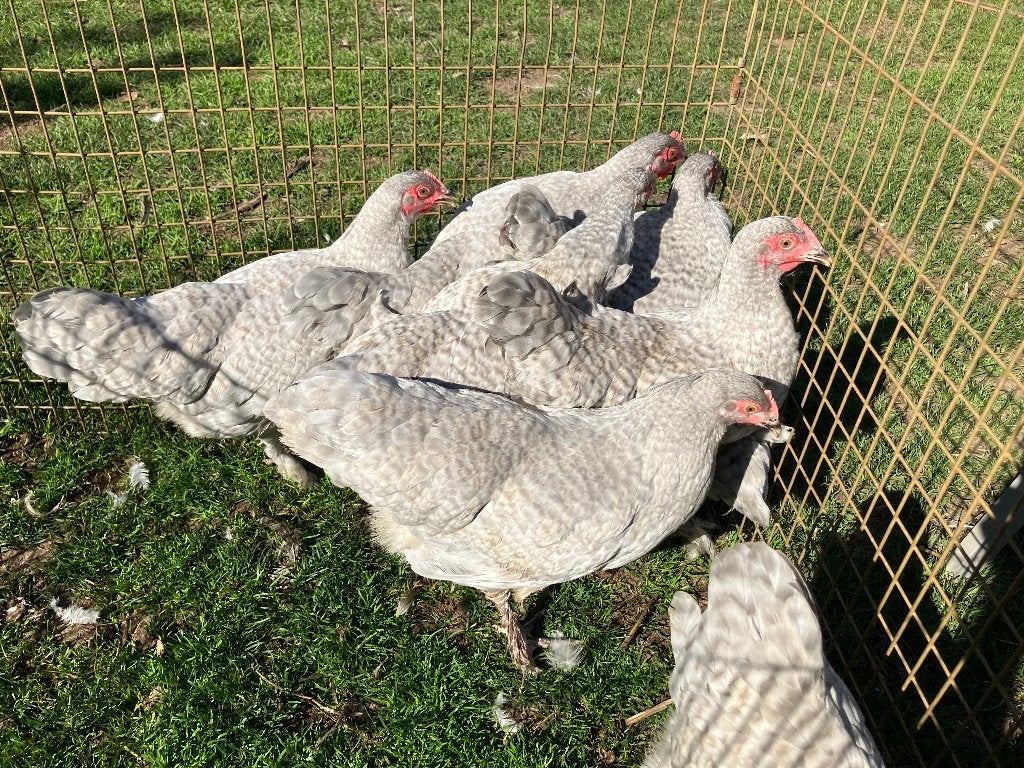 Coucou gris perle Mechelse Kriel pour poules, Femelle, Poule ou poulet