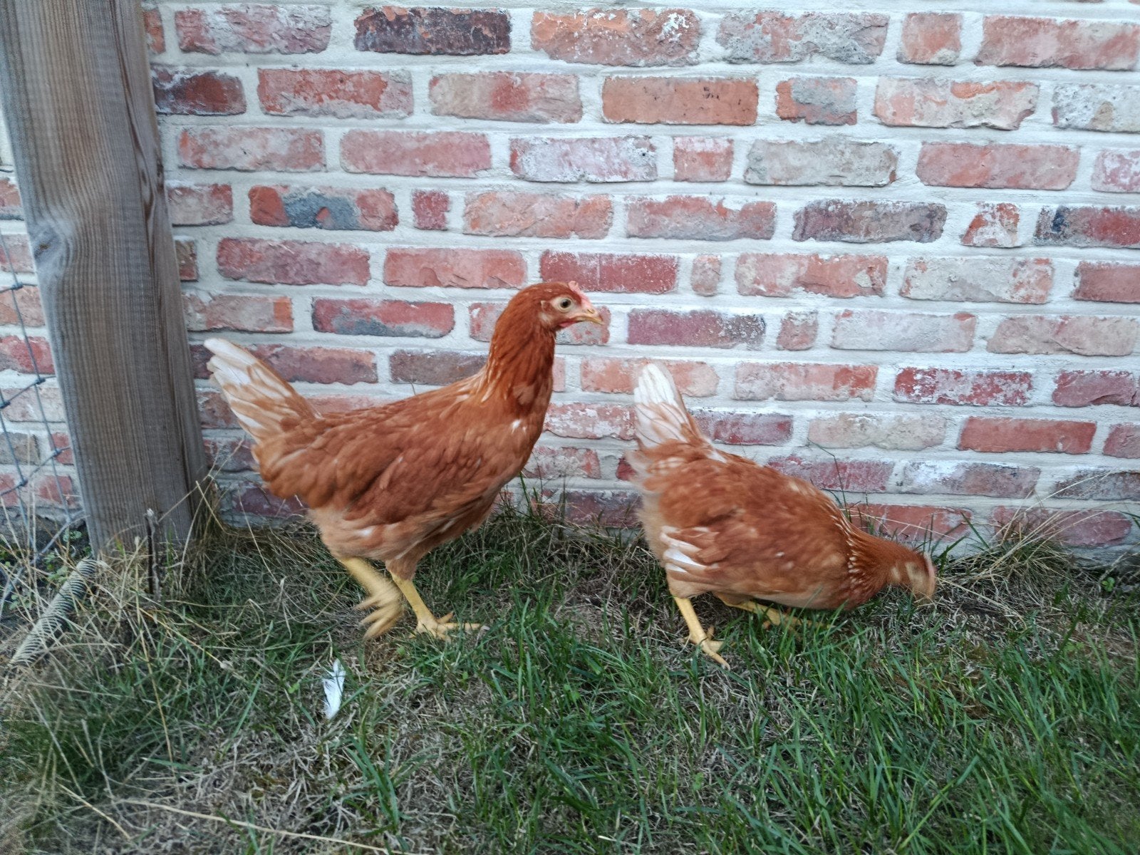 laatste 2 jonge legkippen, Animaux & Accessoires, Volatiles, Poule ou poulet