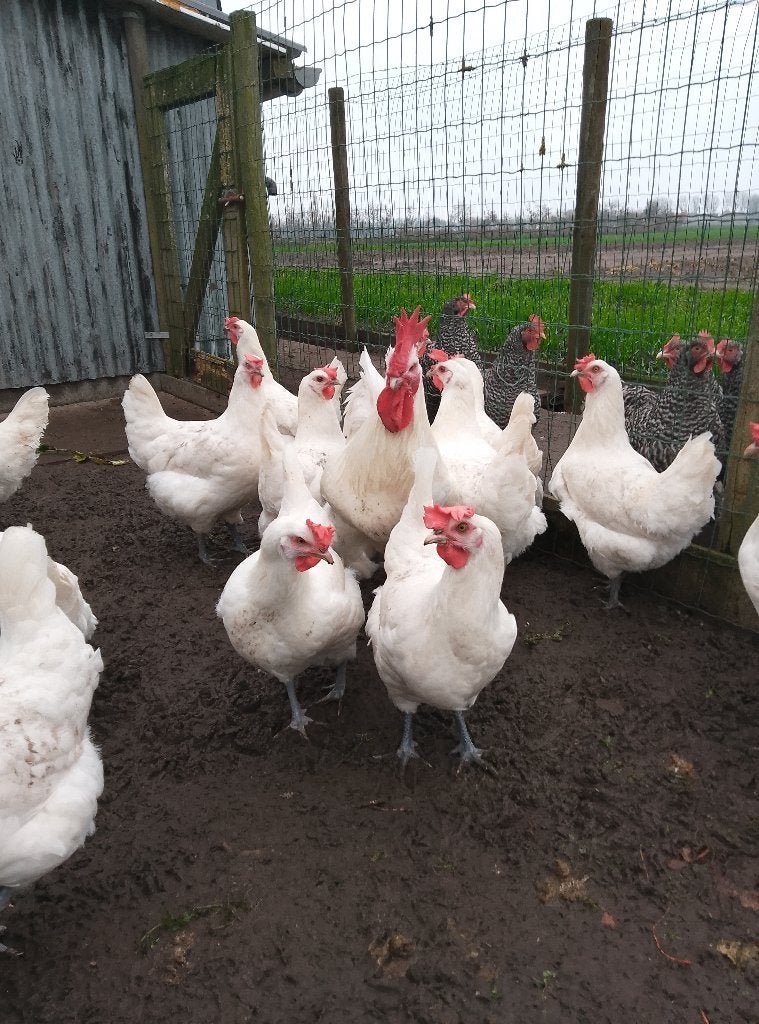 Fok tomen Poule de Bresse, Dieren en Toebehoren, Pluimvee