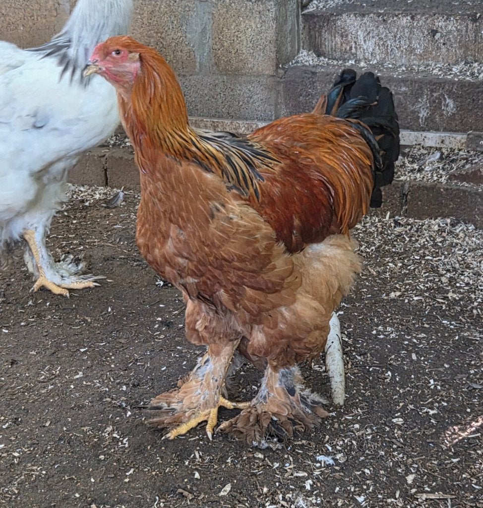 Brahma buff haan, Dieren en Toebehoren, Mannelijk, Kip