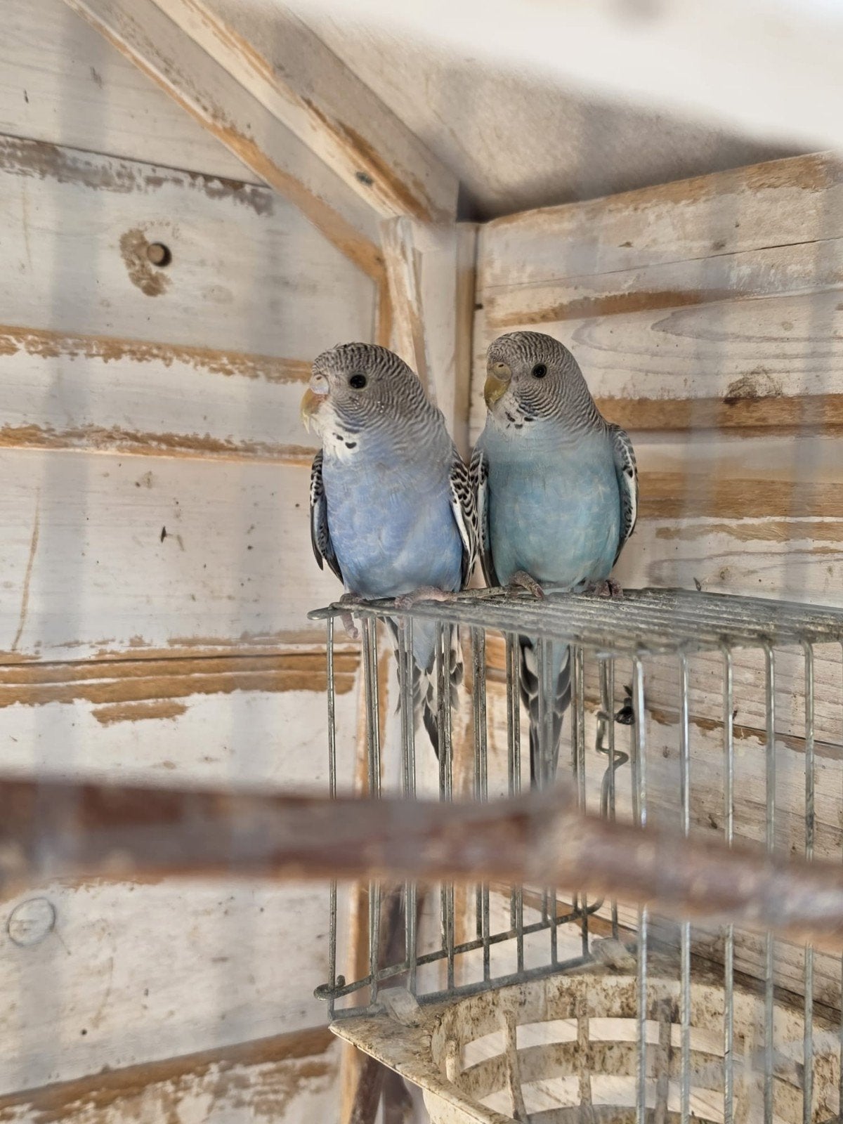 Grasparkieten te koop, Plusieurs animaux, Perruche