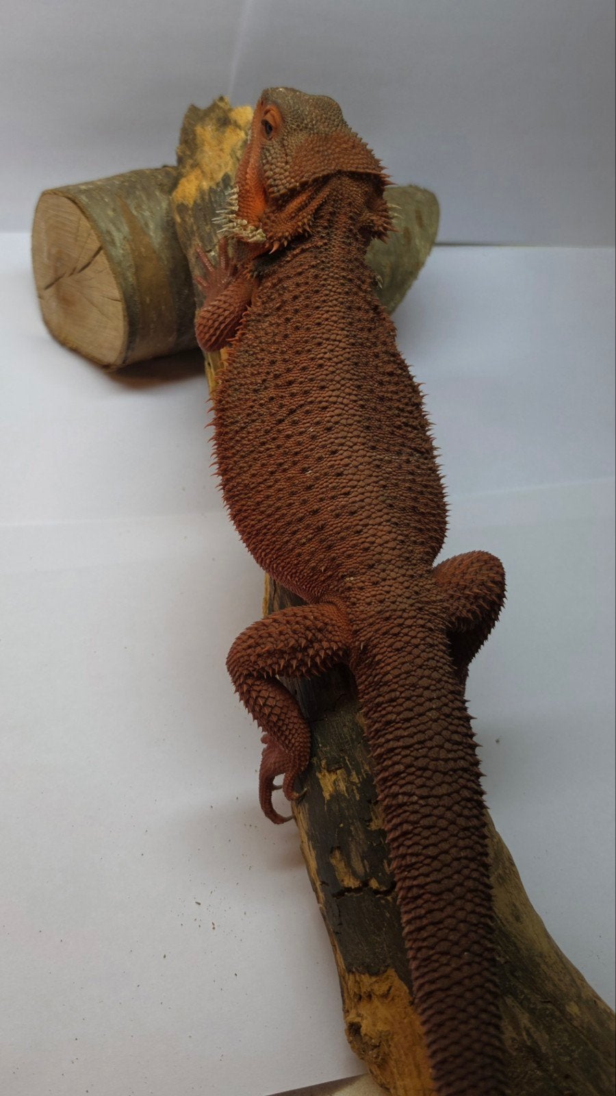 Baardagaam Dark 100% Red Monster Baby's verwacht, Hagedis, Tam, 0 tot 2 jaar