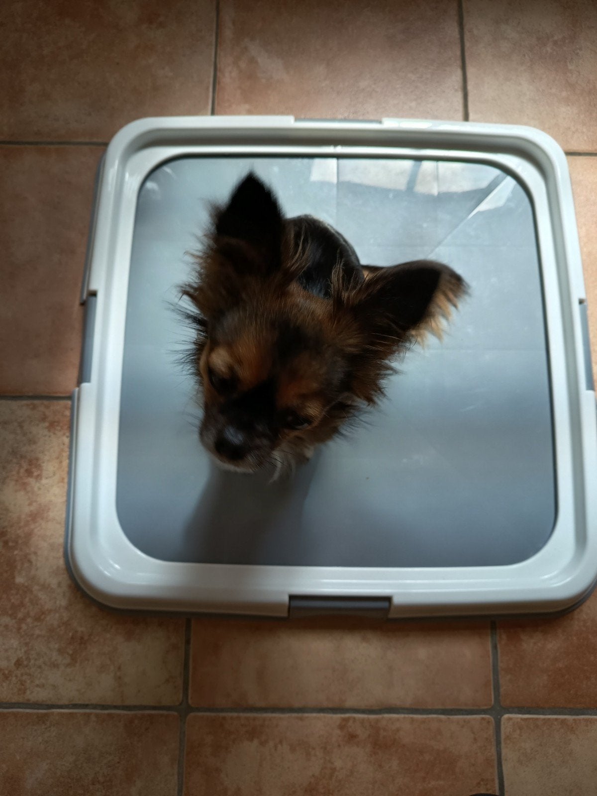 Litière pour petit chien, Enlèvement