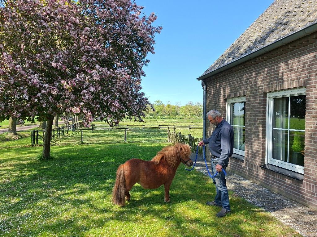 Super brave mini pony, Dieren en Toebehoren, Merrie, A pony (tot 1.17m), Gechipt, 7 tot 10 jaar