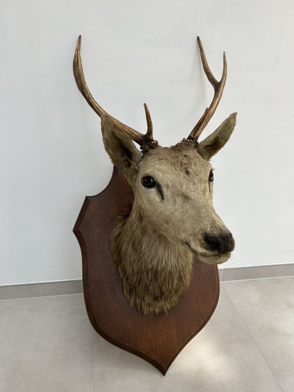 Hertenkop, edelhert met groot gewei - Taxidermie, Collections, Collections Animaux, Enlèvement, Utilisé, Cerf, Bois ou Tête