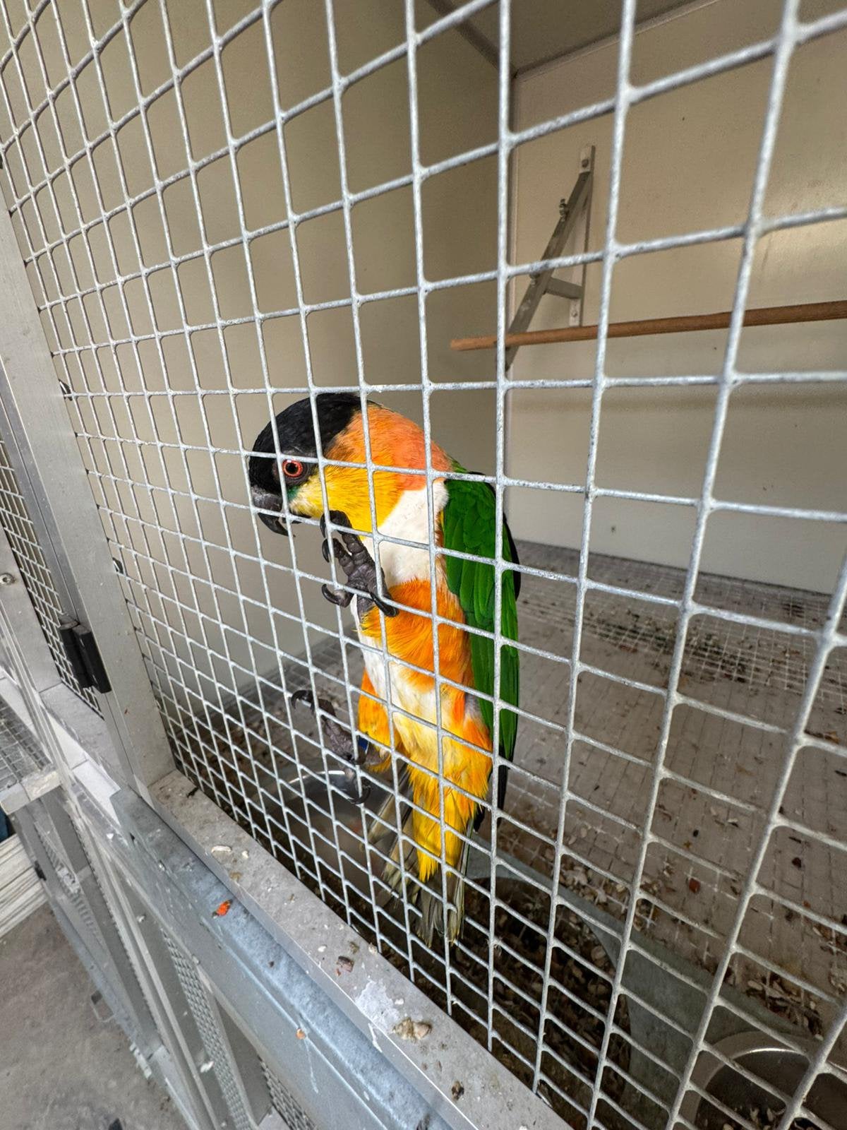 Kweekman zwartkop caique, Mâle, Perroquet, Bagué