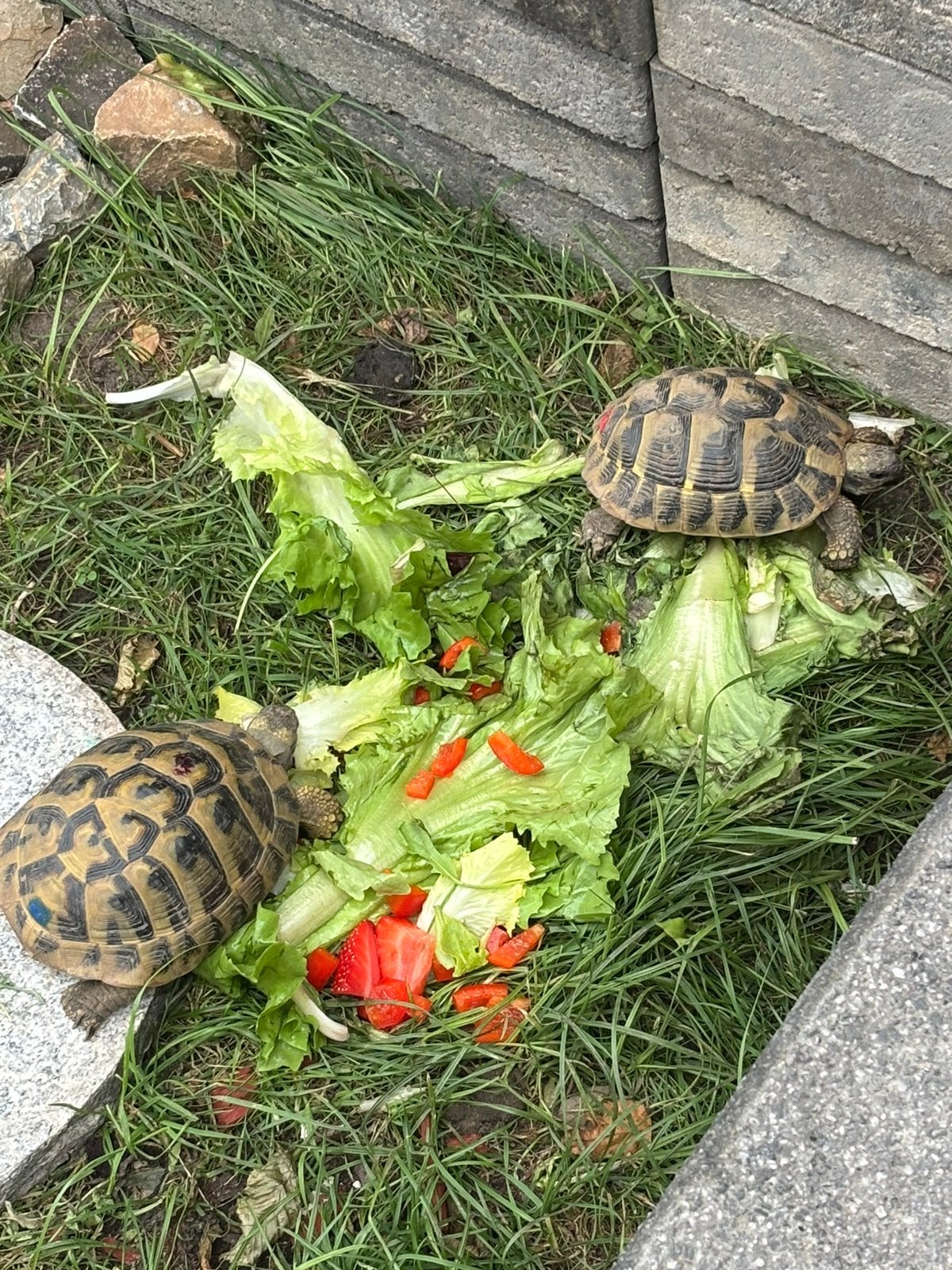 Tortue Herman mâle, Animaux & Accessoires, Tortue, Domestique, 3 à 6 ans