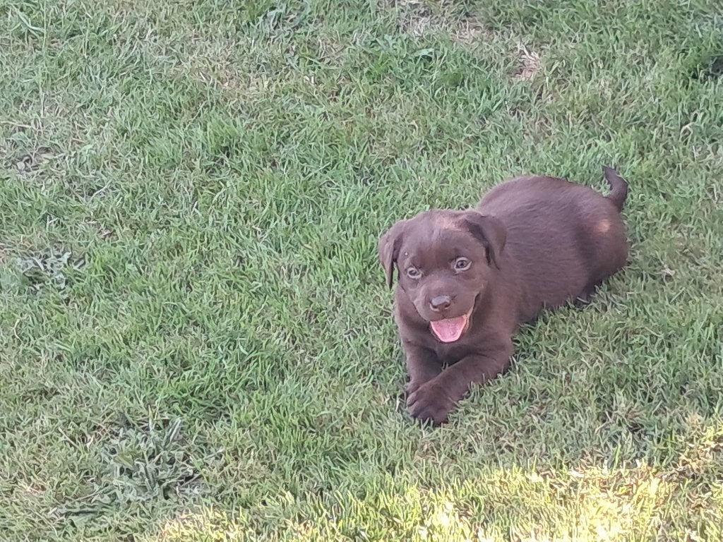 labrador pups, Dieren en Toebehoren, Parvo, België, Particulier, 8 tot 15 weken