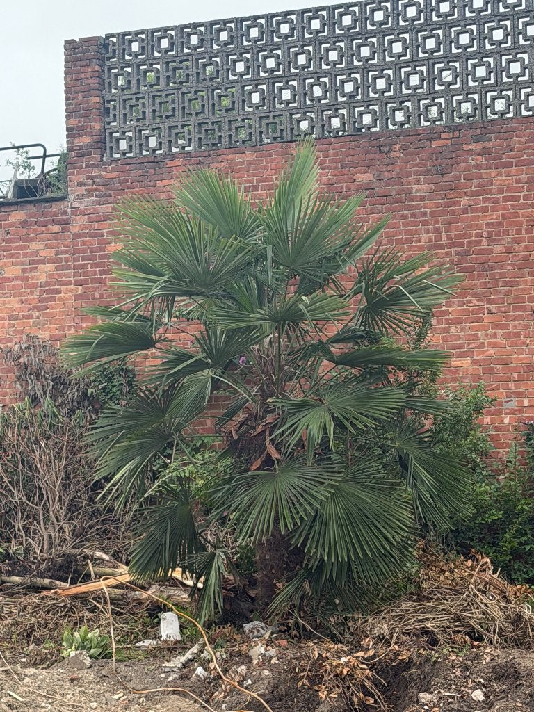 Palmbomen, Ophalen