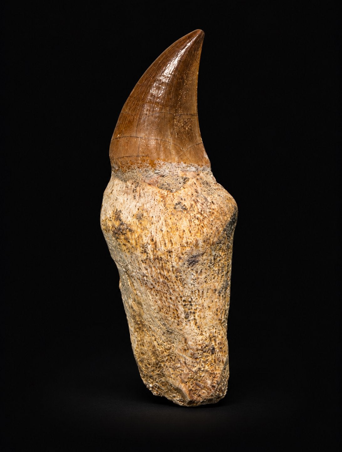 Dent de mosasaure fossile avec racine — 6 cm — Maroc, Enlèvement ou Envoi, Fossile