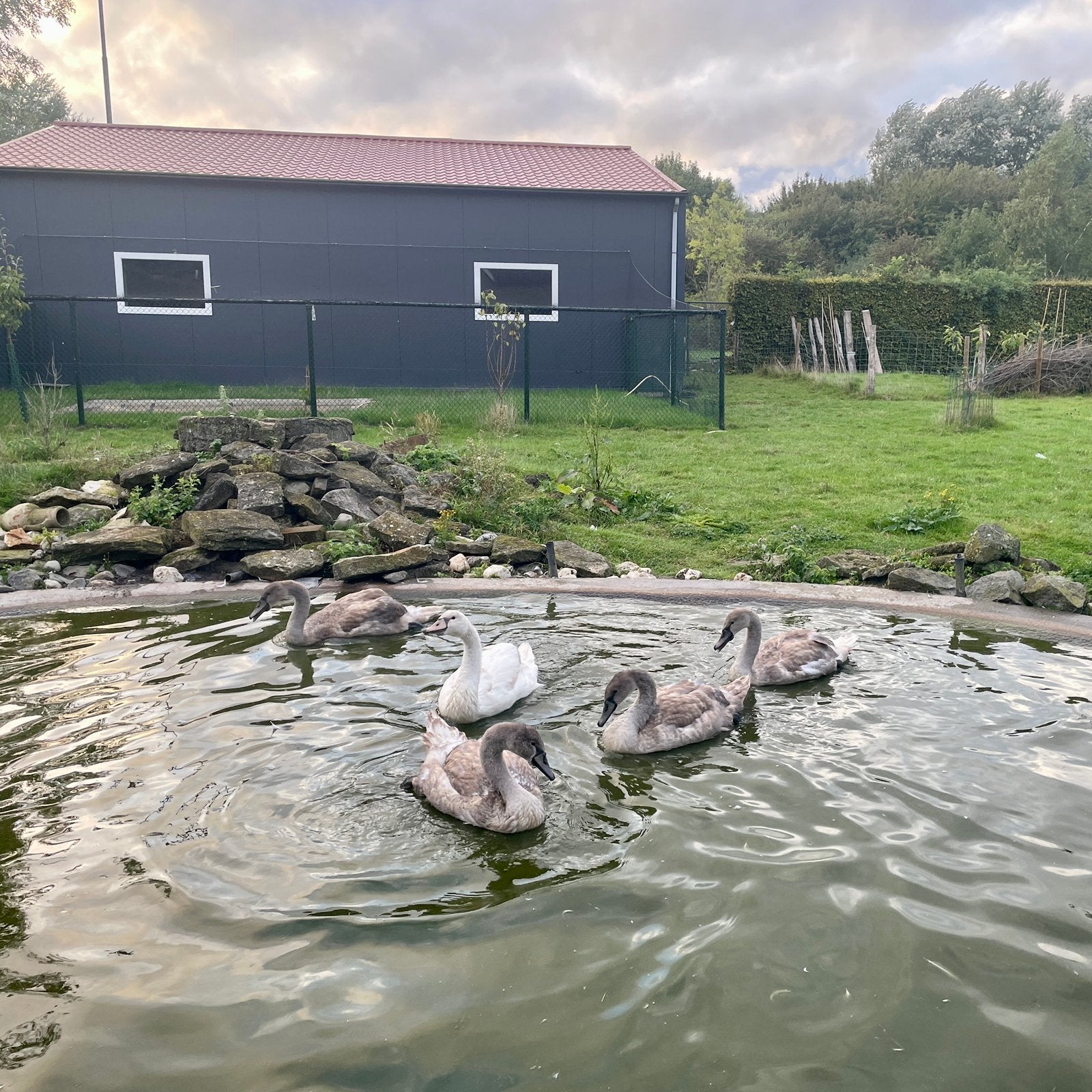 Knobbelzwaan koppel + 1 man, Dieren en Toebehoren, Meerdere dieren, Gans of Zwaan