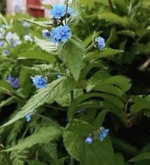 Overblijvende ossentong /Anchusa sempervirens ( Schaduw ), Tuin en Terras, Vaste plant, Volledige schaduw, Lente, Ophalen