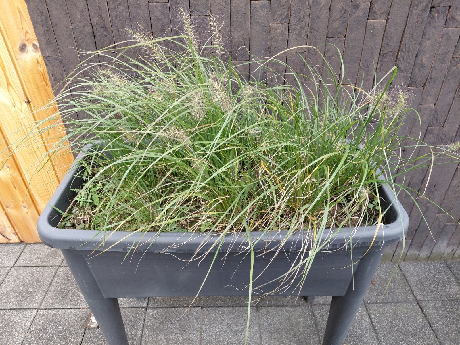 penisetum planten., Ophalen