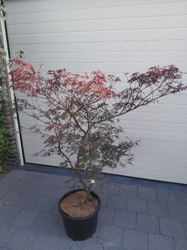 Acer Garnet, Enlèvement, Ombre partielle