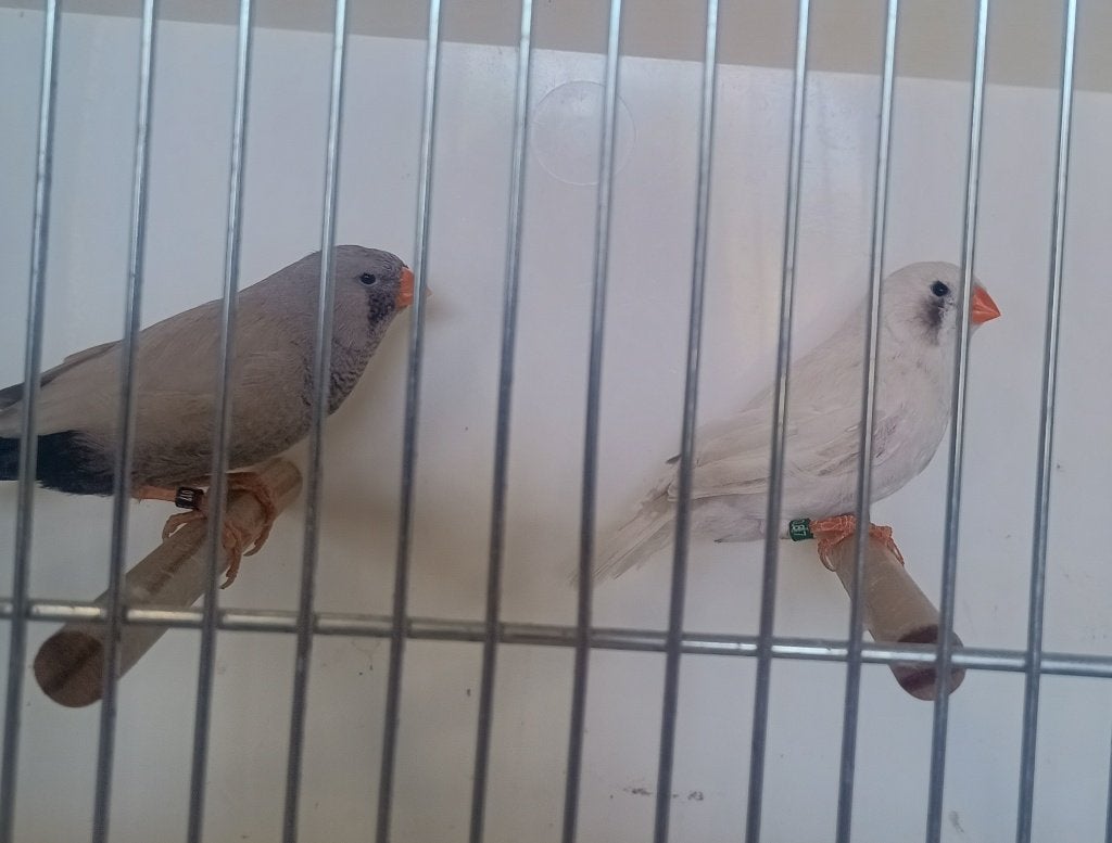 koppel charcoal zebravinken, Meerdere dieren, Tropenvogel, Tam