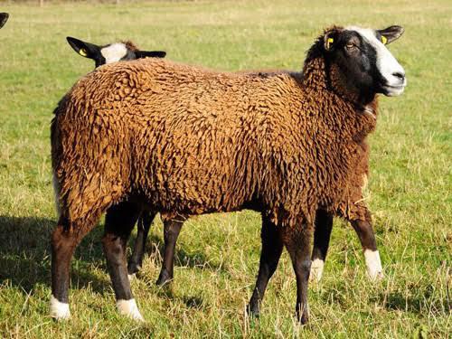 Zware ram, Dieren en Toebehoren