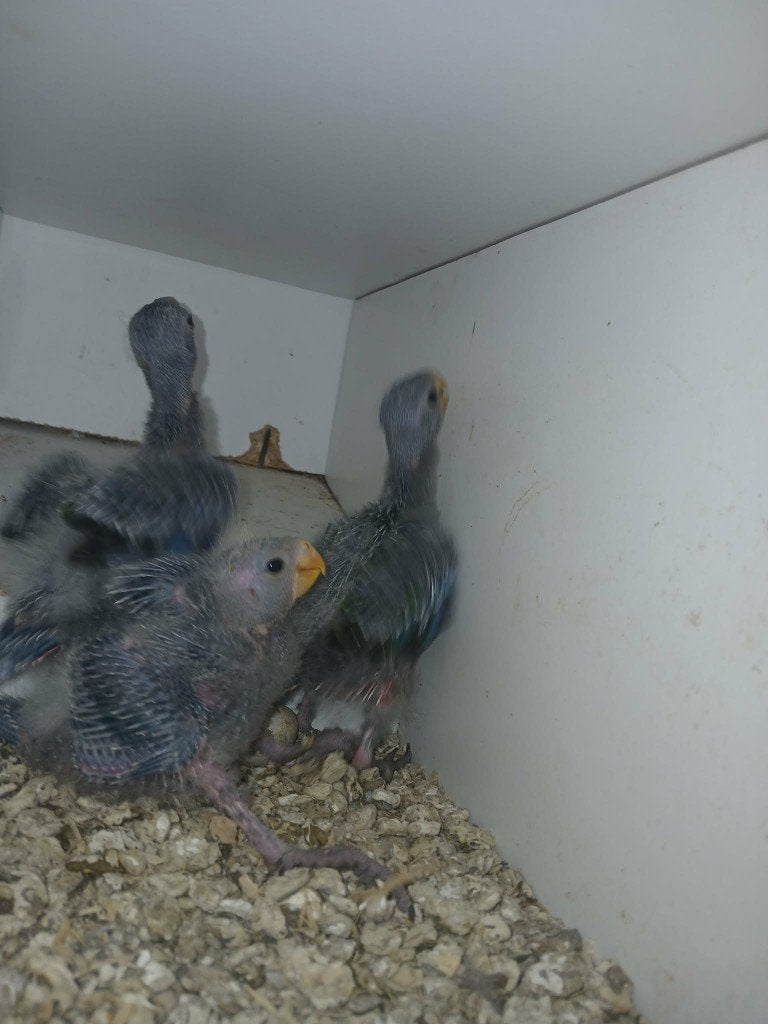 pennant rosella, Geslacht onbekend, Parkiet