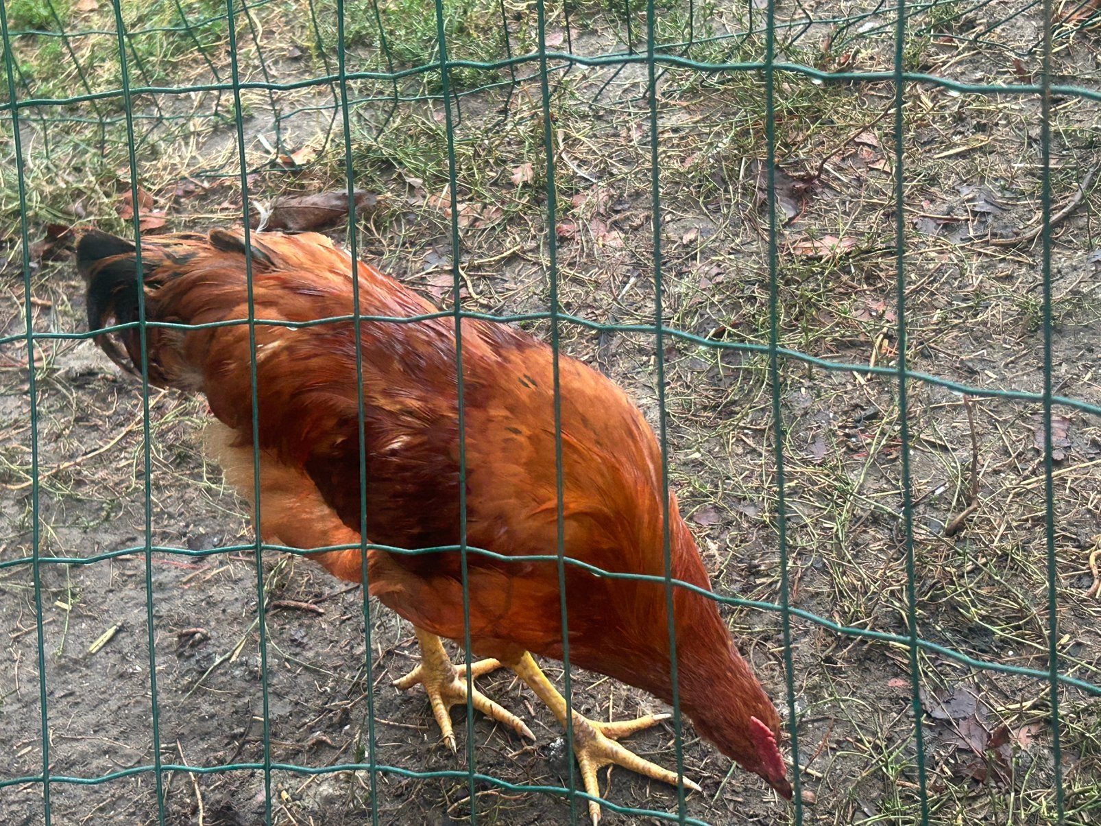 Hanen te koop, Dieren en Toebehoren, Mannelijk, Kip