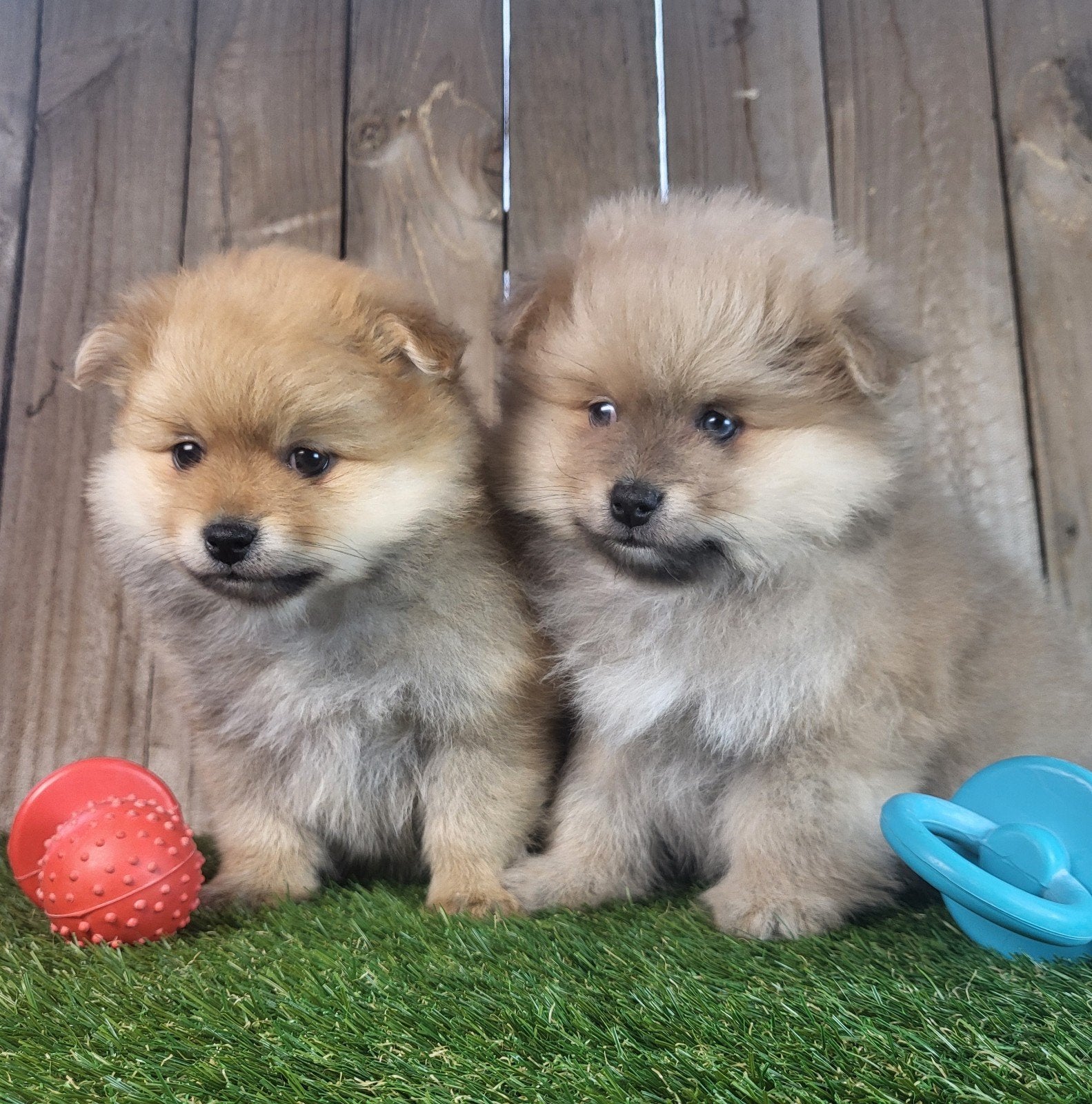 Dwergkees / keesje / pomeriaan / petit loulou, Parvo, België, Keeshond, 8 tot 15 weken
