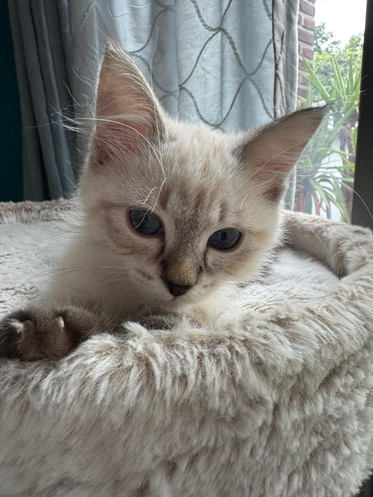 Neva masquerade ( Siberische color point) kitten te koop, Plusieurs animaux, Avec pedigree, 0 à 2 ans