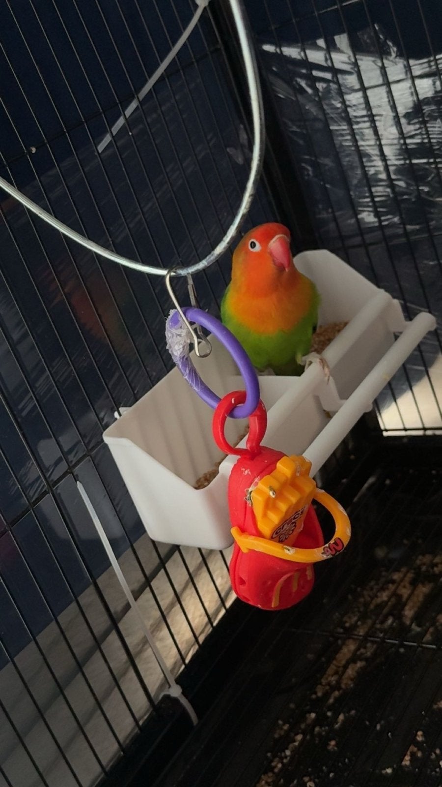 Tourtereau, Animaux & Accessoires, Oiseaux | Accessoires, Enlèvement, Comme neuf