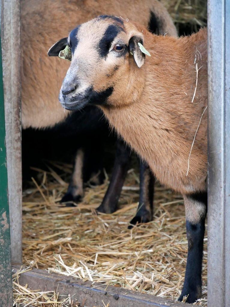 Cameroen schaap vrouw, Mouton