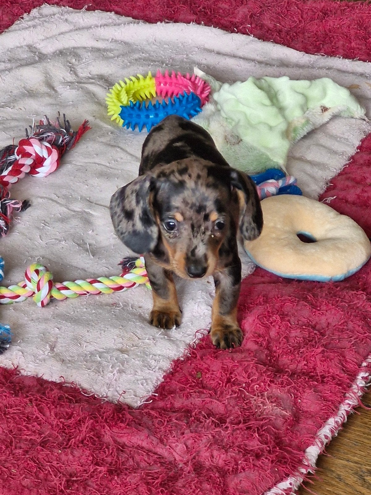 Chiots teckel, Poils courts, 8 à 15 semaines, Plusieurs, Éleveur | Loisir